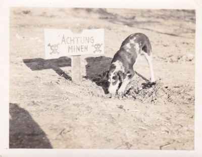 85th-FS-dog-digging-for-mines.-Robert-Kelley-collection-via-Peter-Kelley