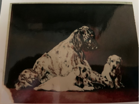 Painting-dalmations